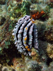 Phyllidia alyta