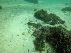 Chirodactylus brachydactylus