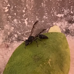 Polybia plebeja