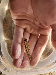 Coryphopterus glaucofraenum