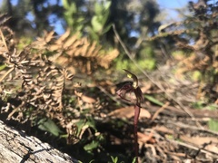 Chiloglottis curviclavia