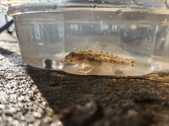 Coryphopterus glaucofraenum