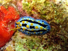 Phyllidia coelestis