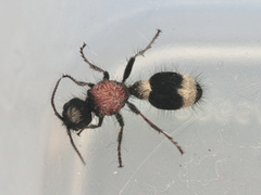 Stenomutilla argentata