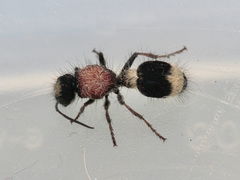 Stenomutilla argentata