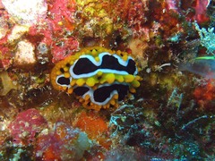 Phyllidia undula