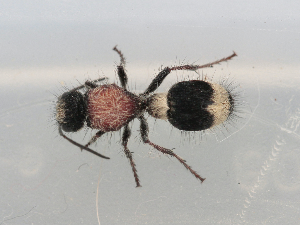 Stenomutilla argentata