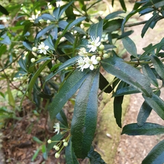 Acradenia frankliniae