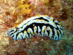 Phyllidia varicosa