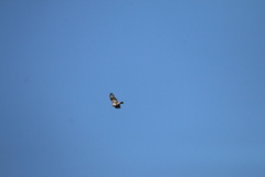 Buteo lagopus lagopus