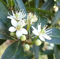 Acradenia frankliniae