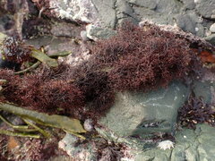 Vertebrata lanosa