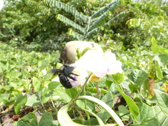 Xylocopa fimbriata