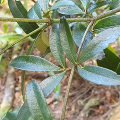 Acradenia frankliniae