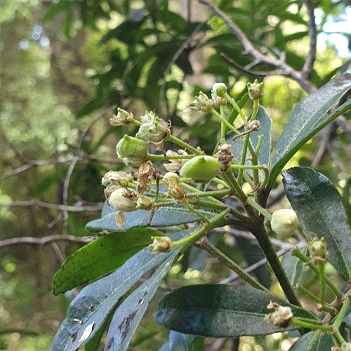 Image of Whity Wood (Acradenia frankliniae) by (c) ronavery, some rights reserved (CC BY)