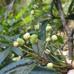 Acradenia frankliniae