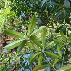 Acradenia frankliniae