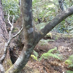 Acradenia frankliniae