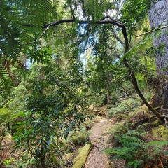 Acradenia frankliniae