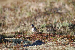 Luscinia svecica svecica