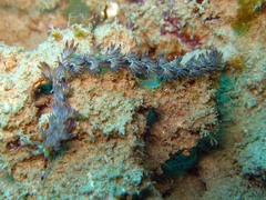 Pteraeolidia semperi