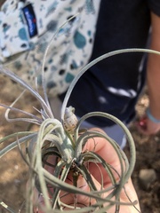 Tillandsia exserta