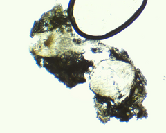 Pertusaria pustulata