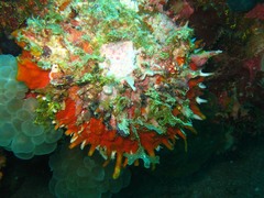 Spondylus