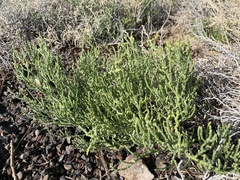 Allenrolfea occidentalis