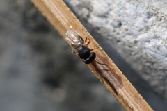 Scelionidae