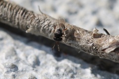 Scelionidae
