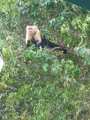 Cebus capucinus