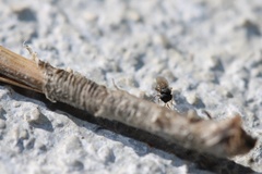 Scelionidae