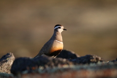 Charadrius morinellus