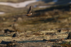 Charadrius morinellus