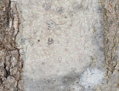 Pertusaria pustulata