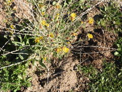 Heterotheca grandiflora