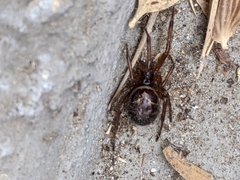 Steatoda nobilis