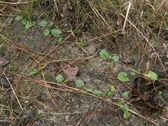 Centella erecta