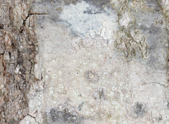 Pertusaria pustulata