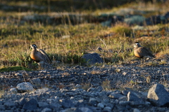 Charadrius morinellus