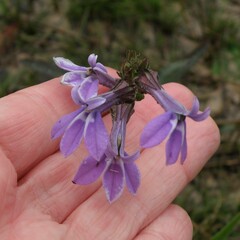 Lobelia reverchonii