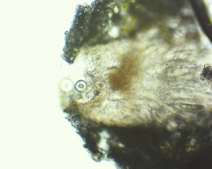 Pertusaria pustulata