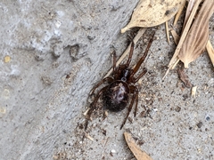 Steatoda nobilis