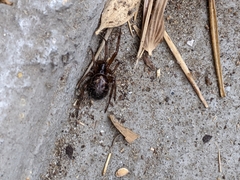 Steatoda nobilis
