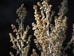 Artemisia californica