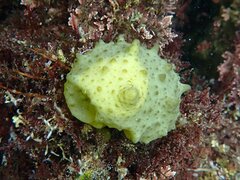 Colpomenia tuberculata