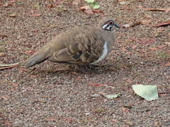 Geophaps scripta