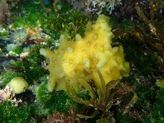 Colpomenia tuberculata