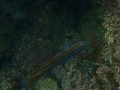 Cheilotrema saturnum